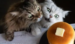 吃瓜爆料黑料喵小吉,揭秘娱乐圈黑料风云